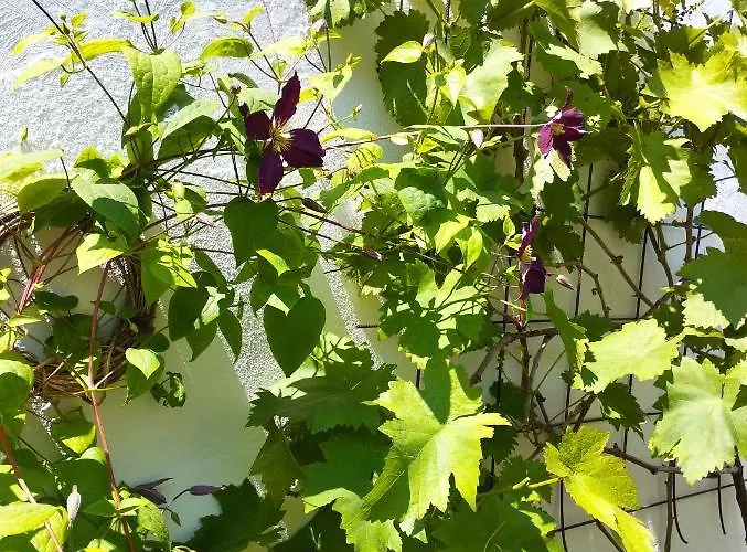 Bed & Breakfast Le Clos Des Mouettes Calais